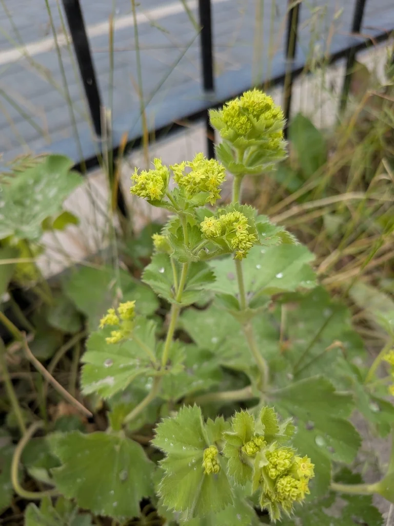 Alchemilla Mollis