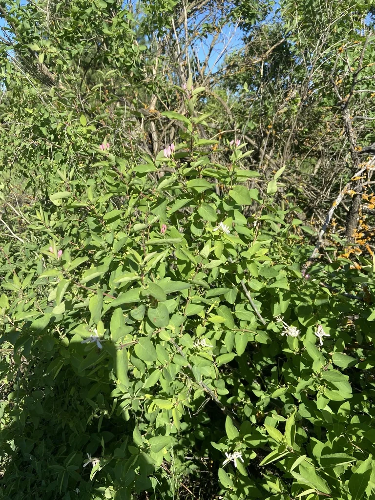 Lonicera Tatarica
