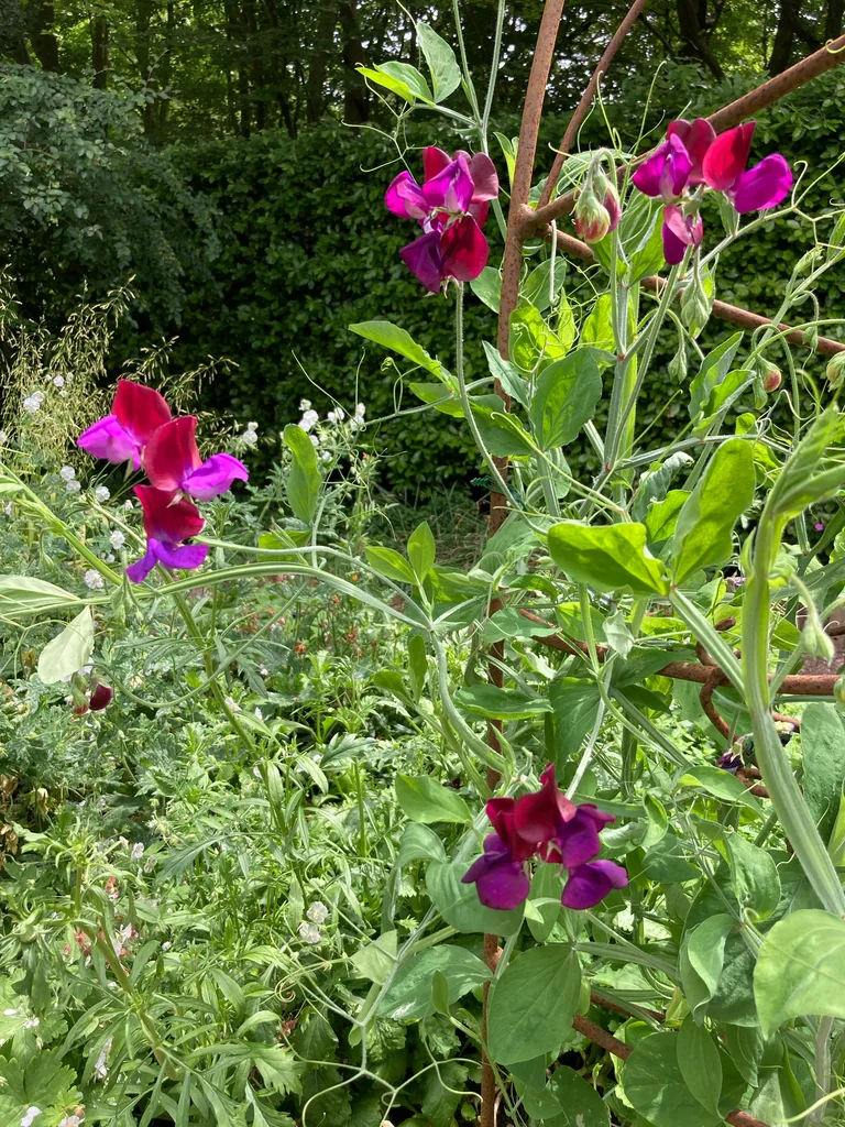 Lathyrus Odoratus