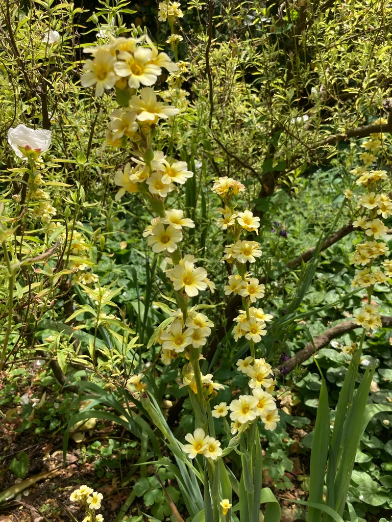 Sisyrinchium Striatum