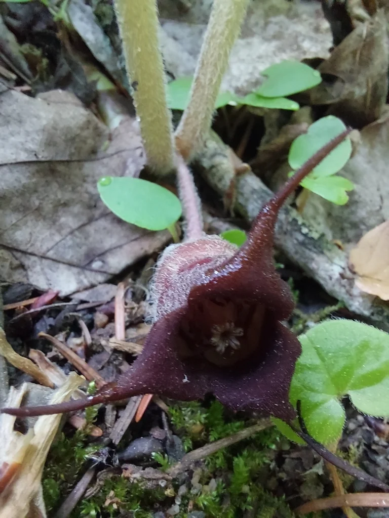 Asarum Canadense