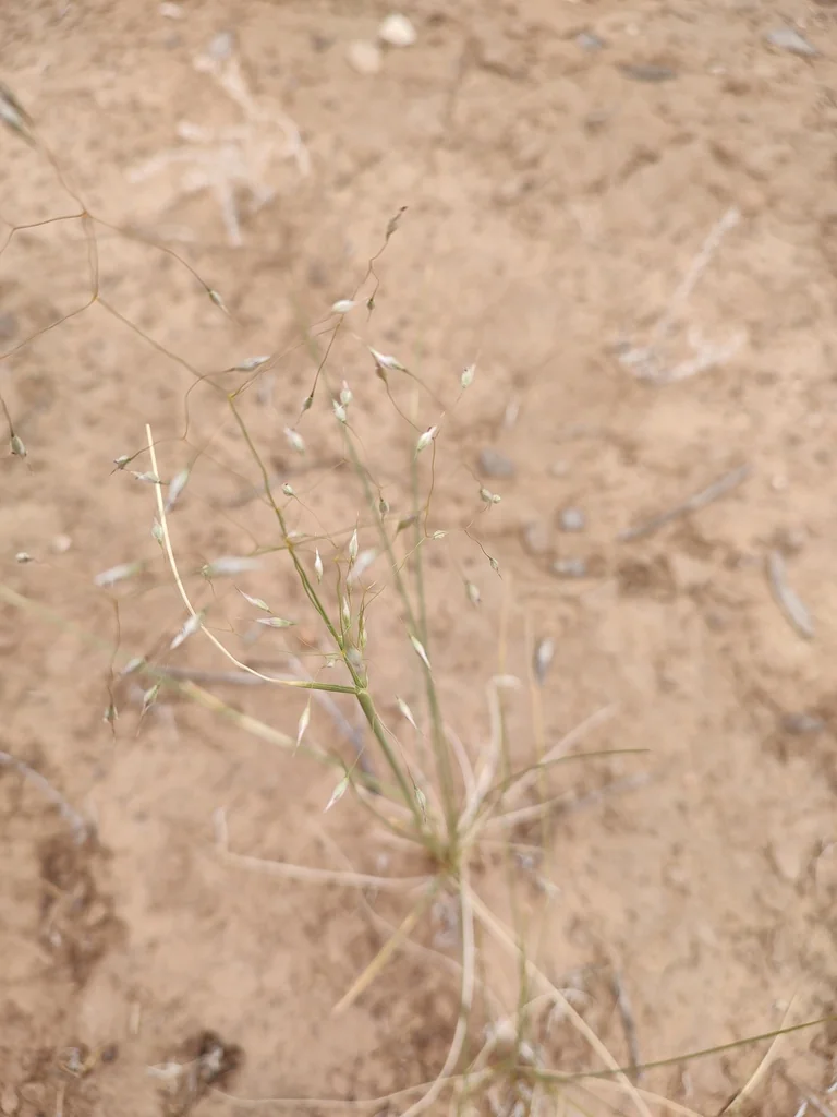 Achnatherum hymenoides