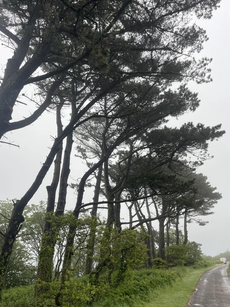 Pinus Radiata