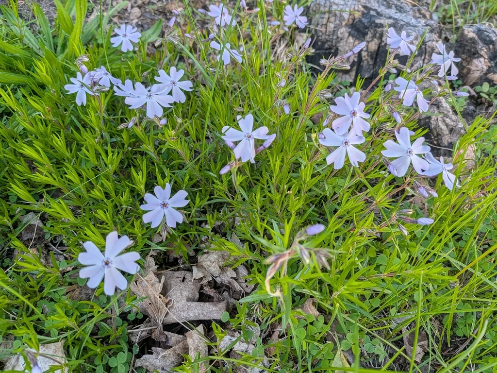 Phlox Subulata