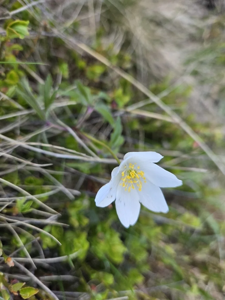 Anemone Nemorosa