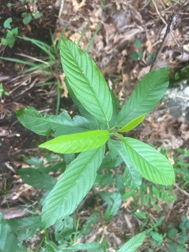 Rhamnus Caroliniana