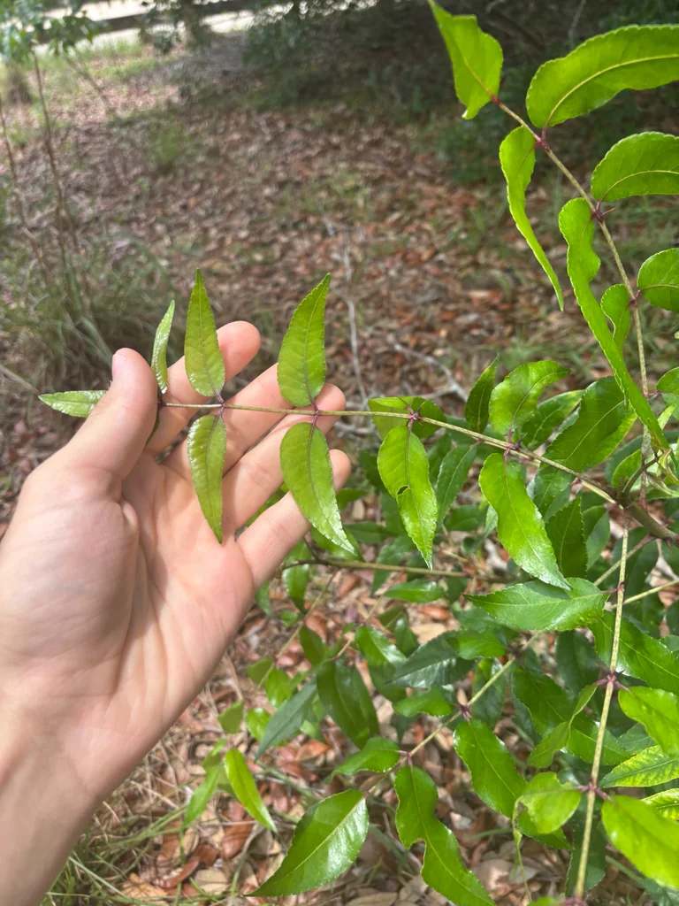 Zanthoxylum Clava-Herculis