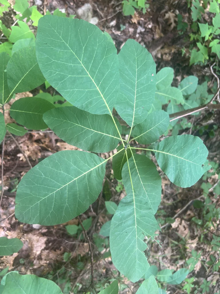 Cotinus Obovatus
