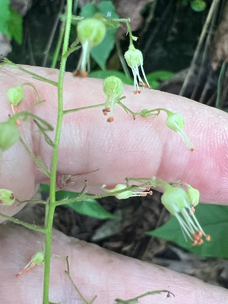 Heuchera Americana