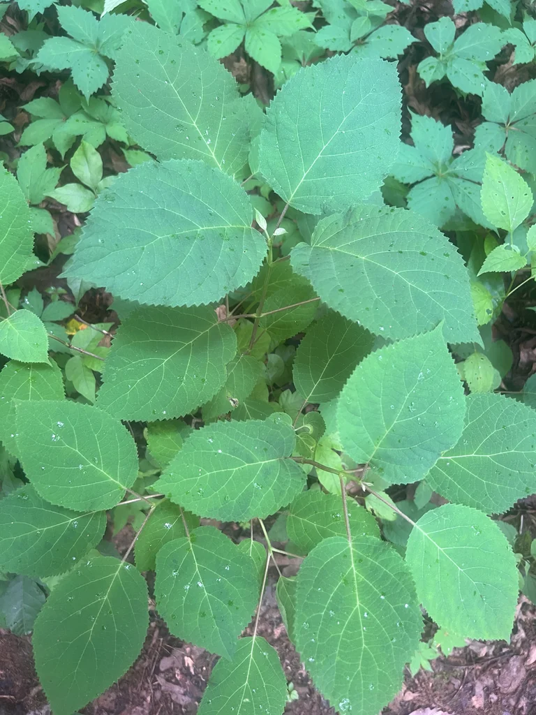 Hydrangea arborescens