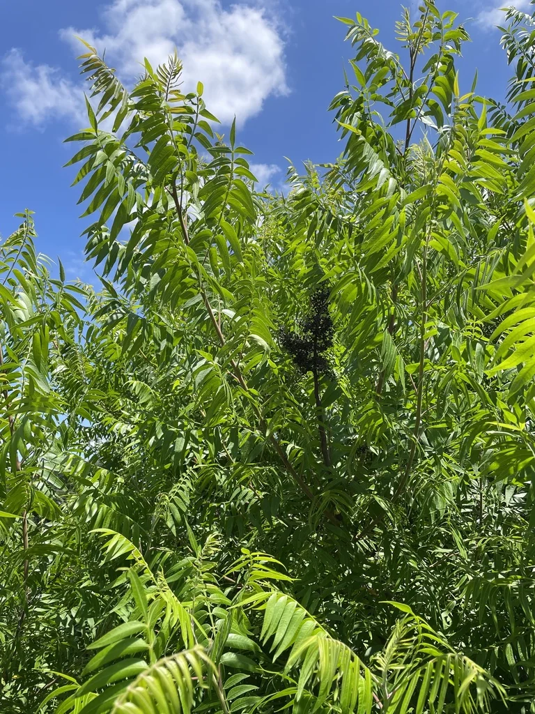 Rhus Lanceolata