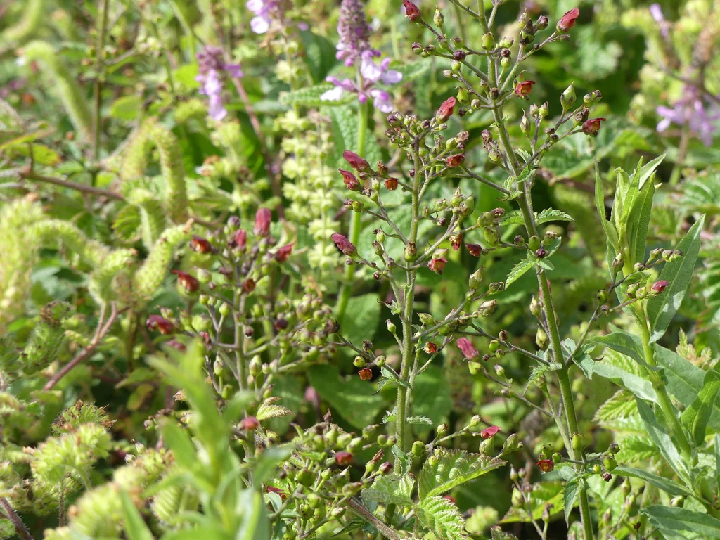 Scrophularia Californica