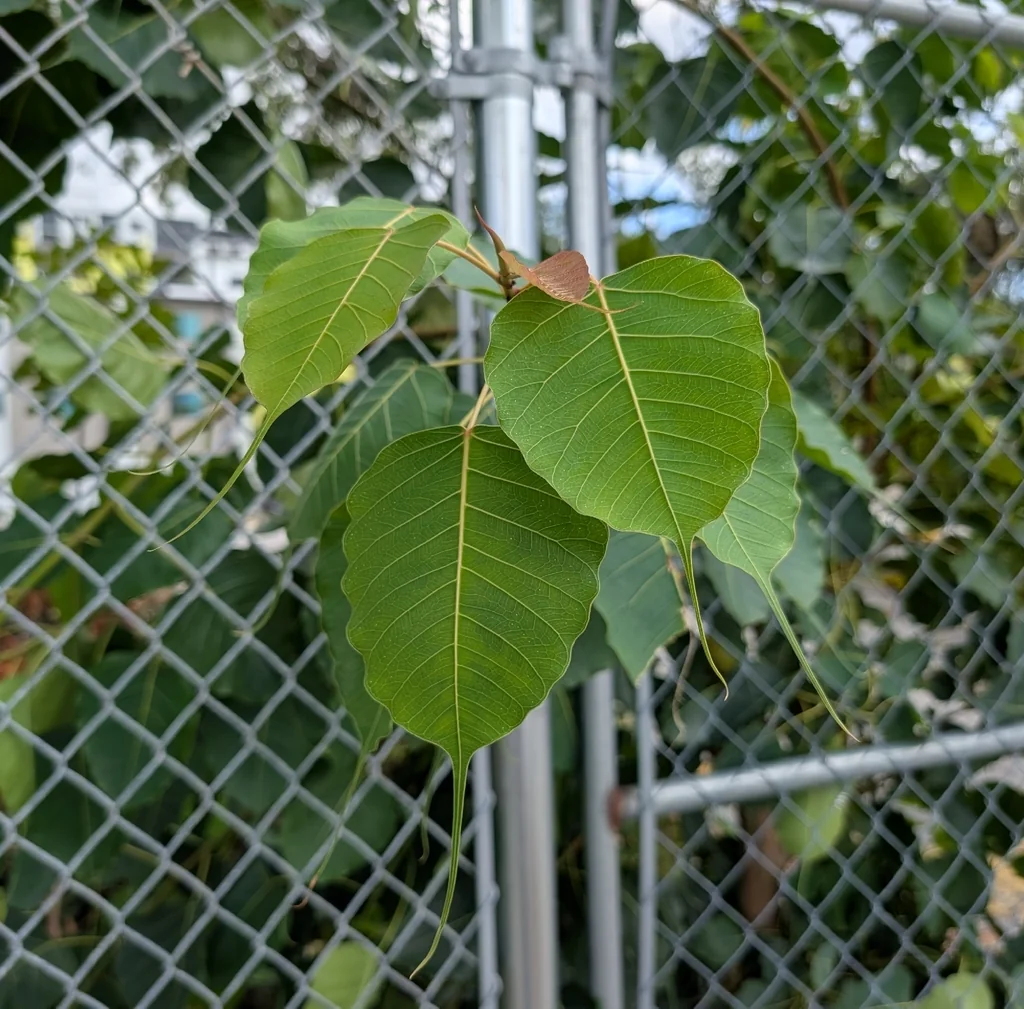 Ficus Religiosa