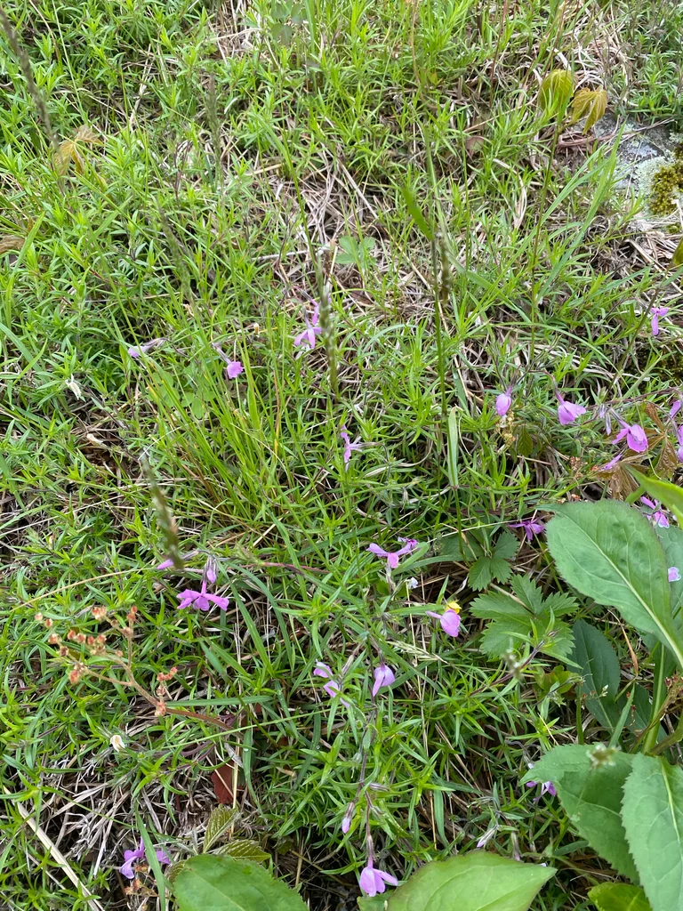 Phlox Subulata