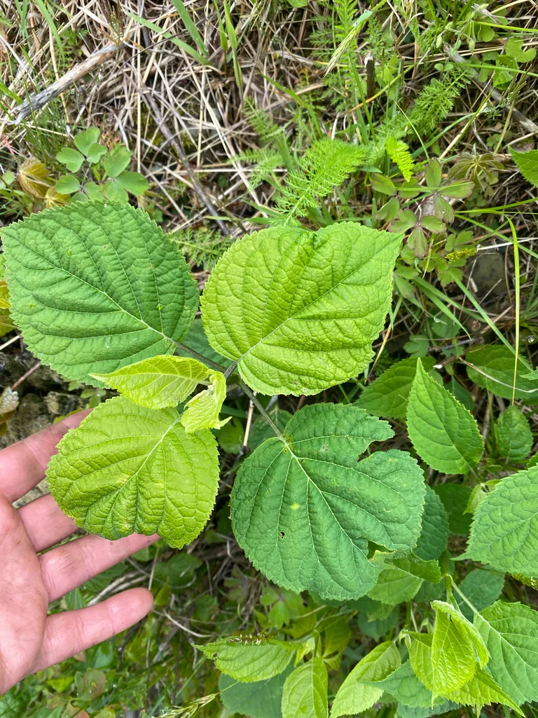 Hydrangea arborescens