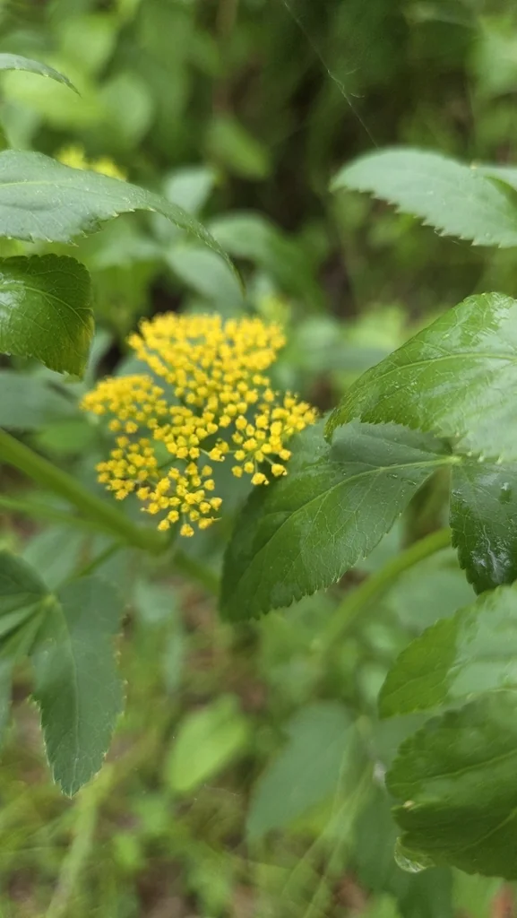 Zizia Aurea