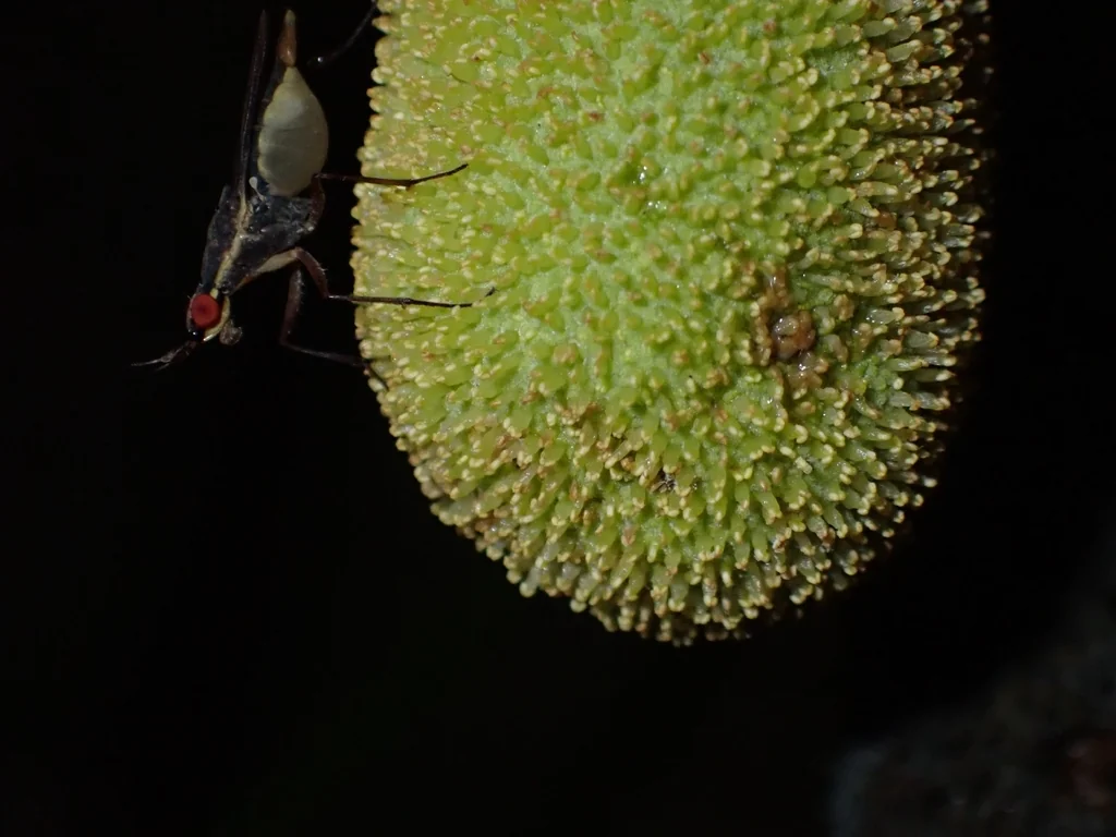 Artocarpus Heterophyllus