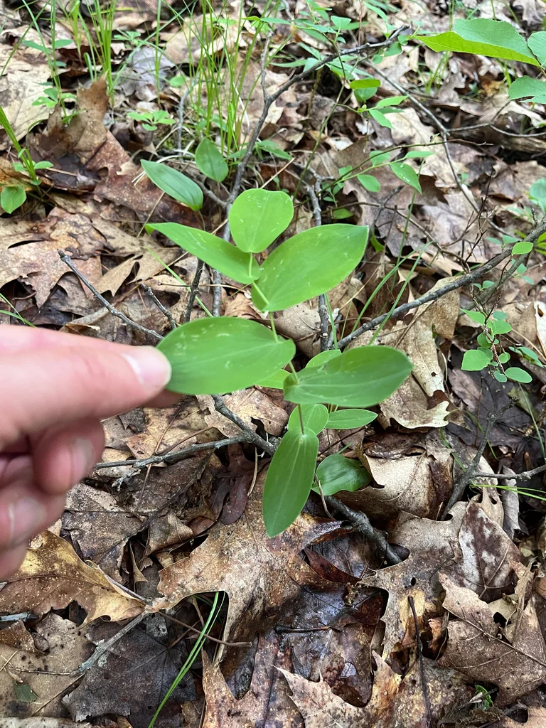 Uvularia Perfoliata