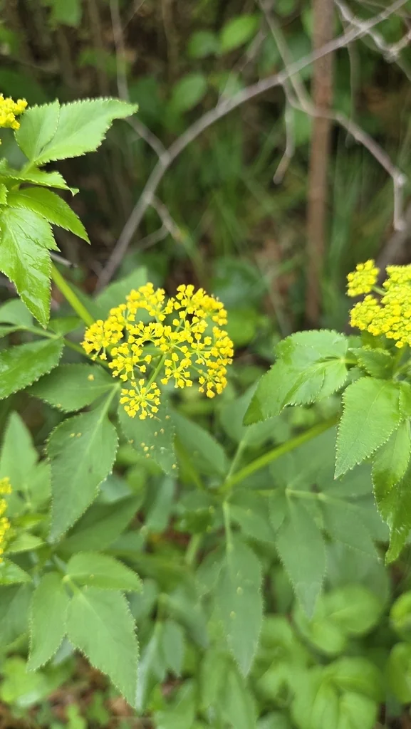 Zizia Aurea