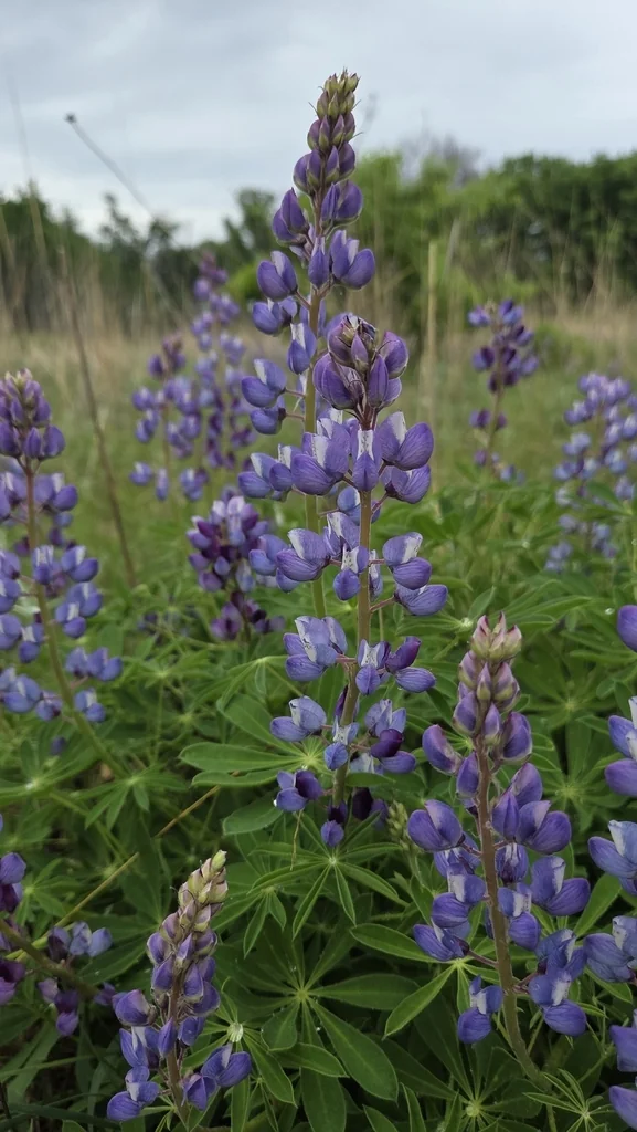 Lupinus Perennis