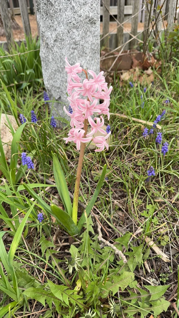 Hyacinthus Orientalis