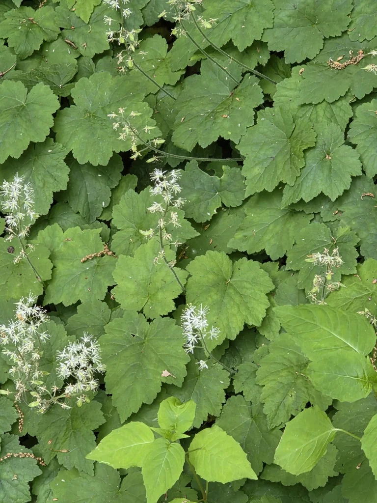 Tiarella Cordifolia
