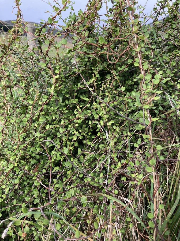 Muehlenbeckia complexa