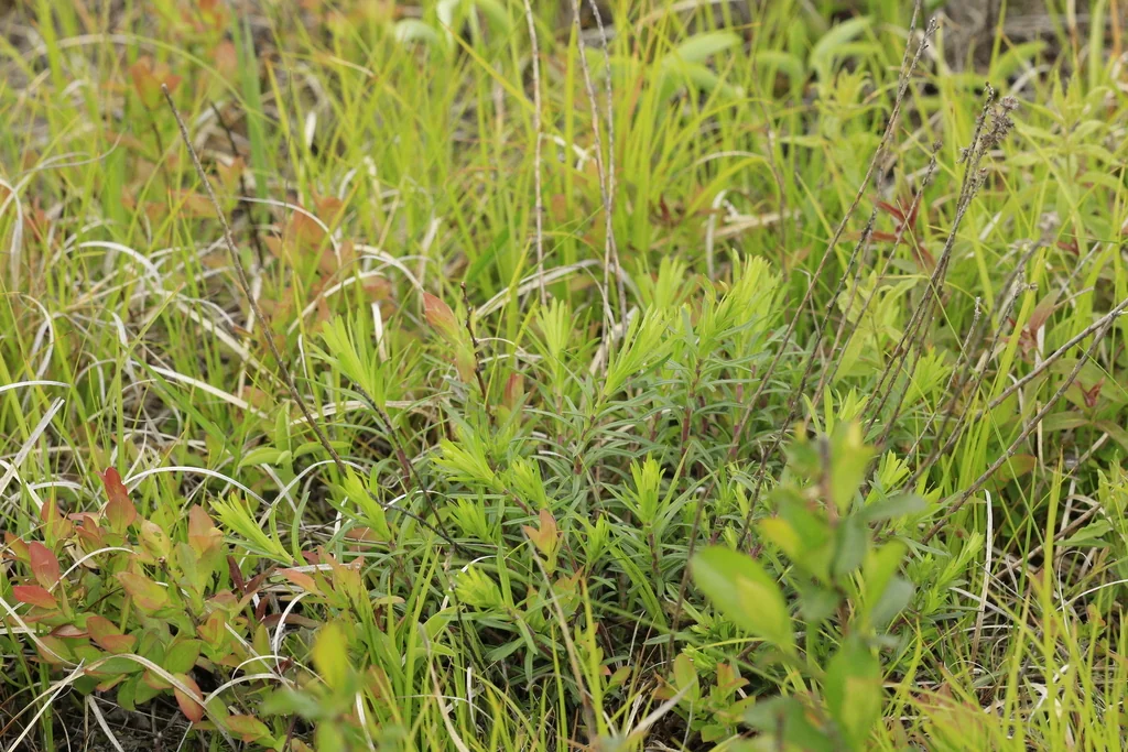 Ionactis linariifolius