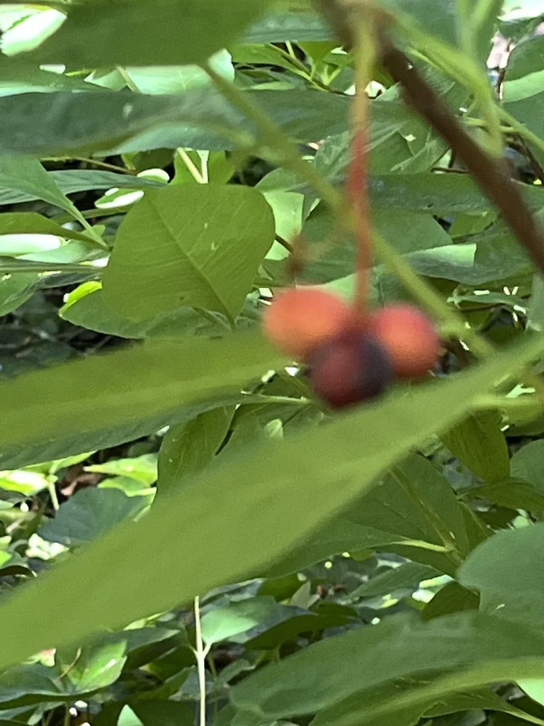 Oemleria Cerasiformis