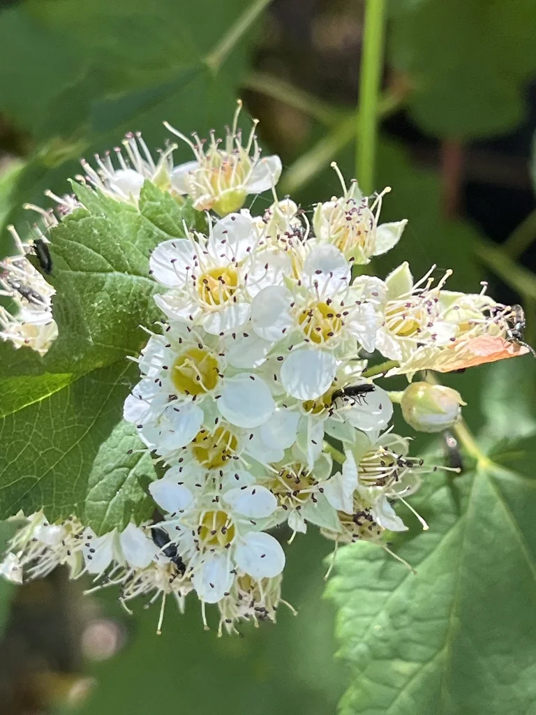 Physocarpus Capitatus