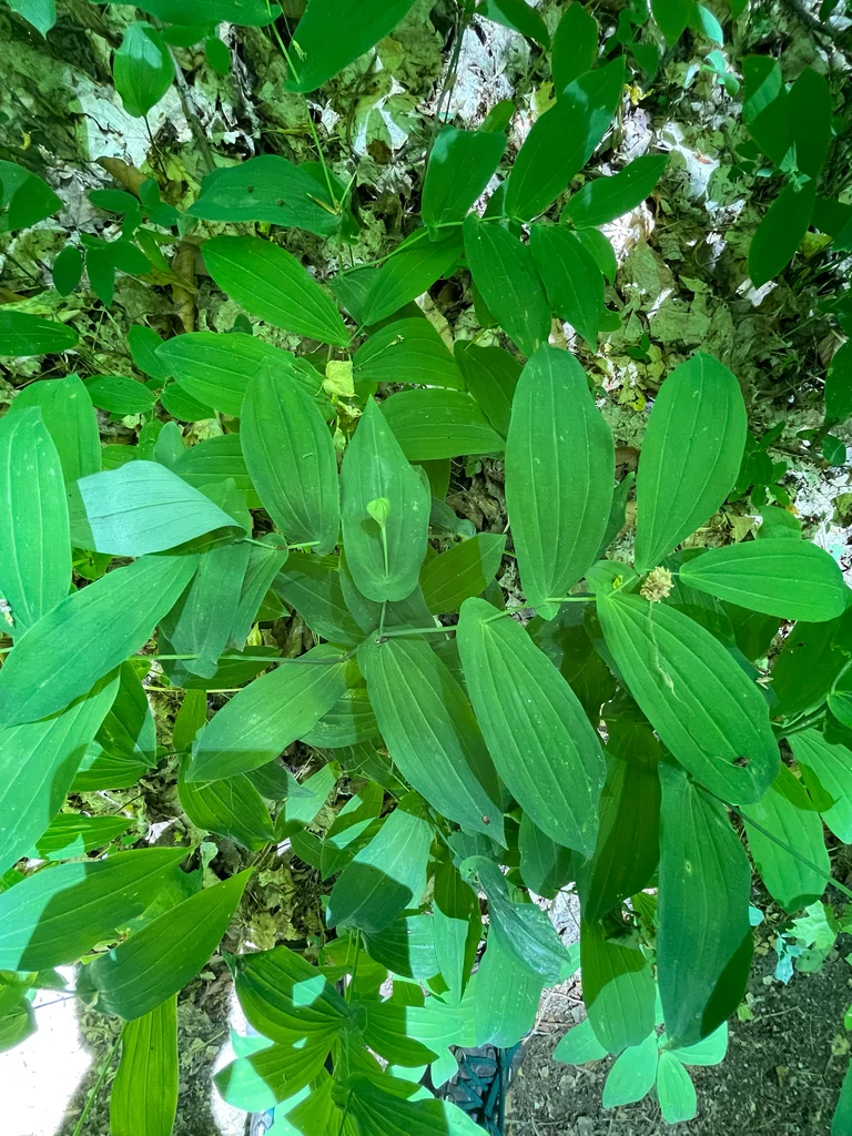 Uvularia grandiflora