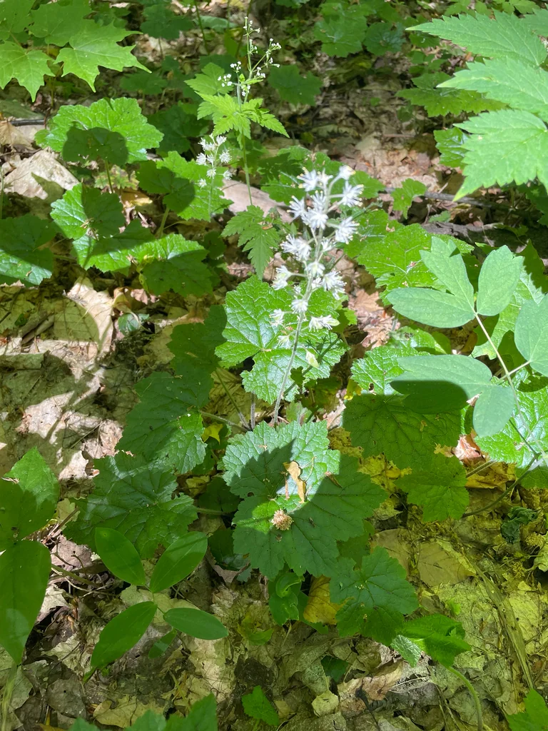 Tiarella Cordifolia