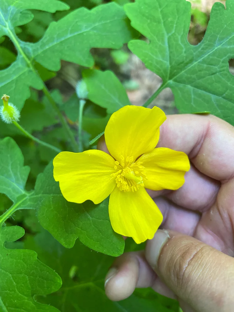 Stylophorum Diphyllum