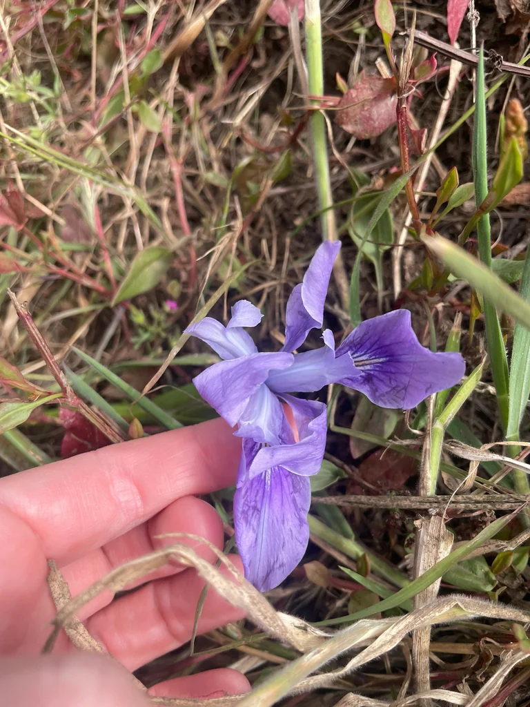 Iris Douglasiana