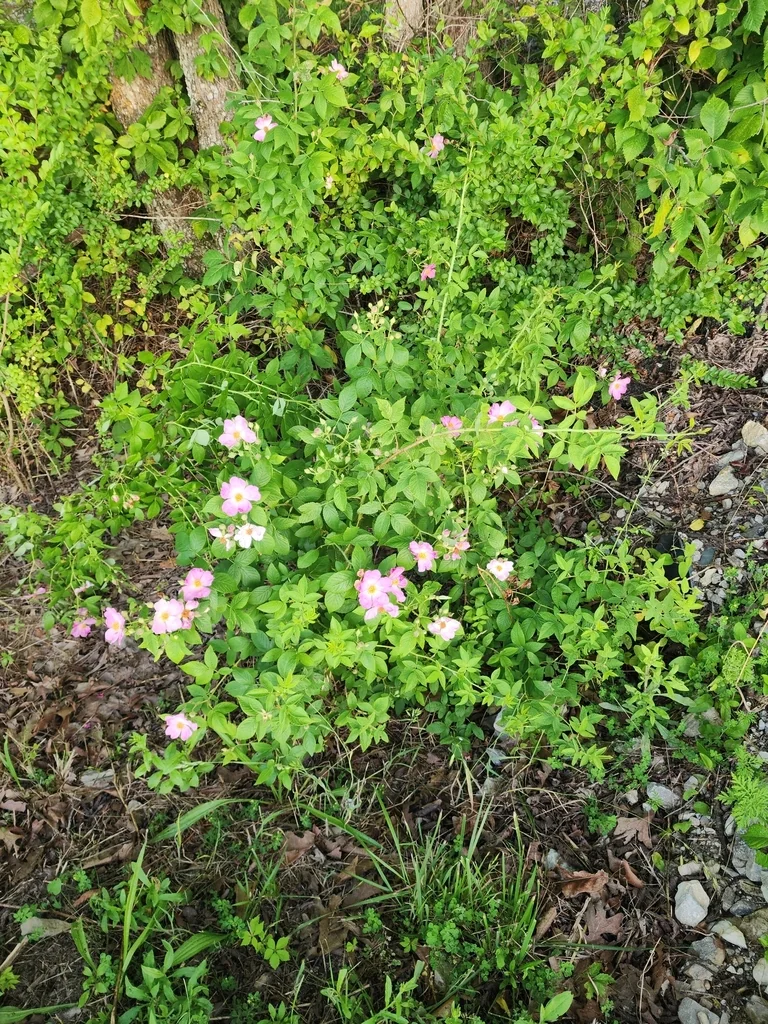 Rosa Setigera