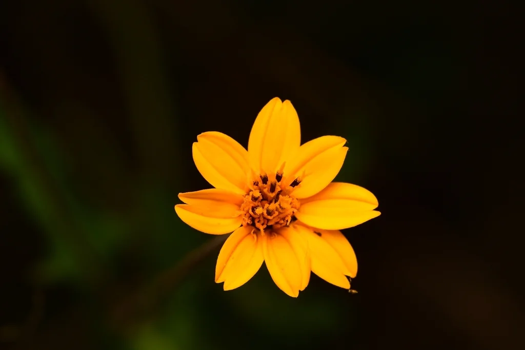 Zexmenia Hispida