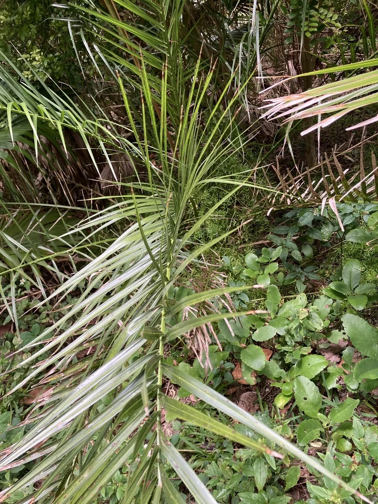 Phoenix reclinata