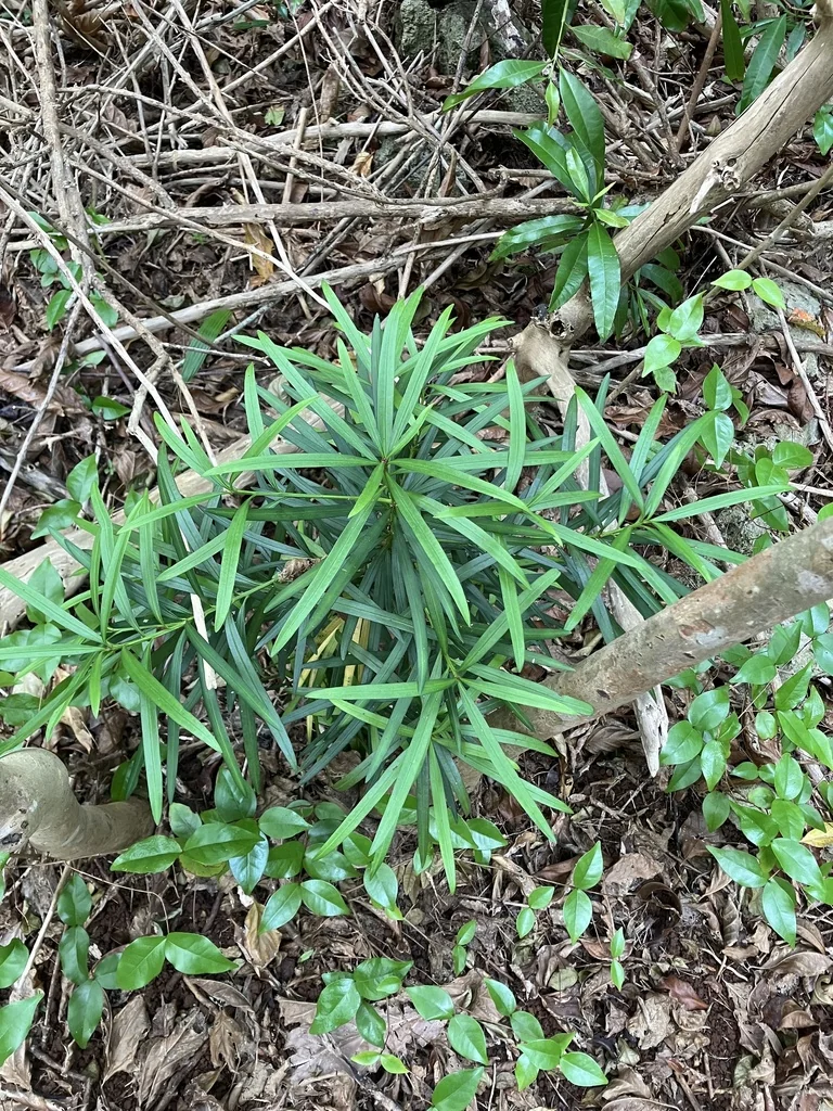 Podocarpus Macrophyllus