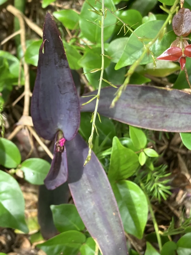 Tradescantia pallida