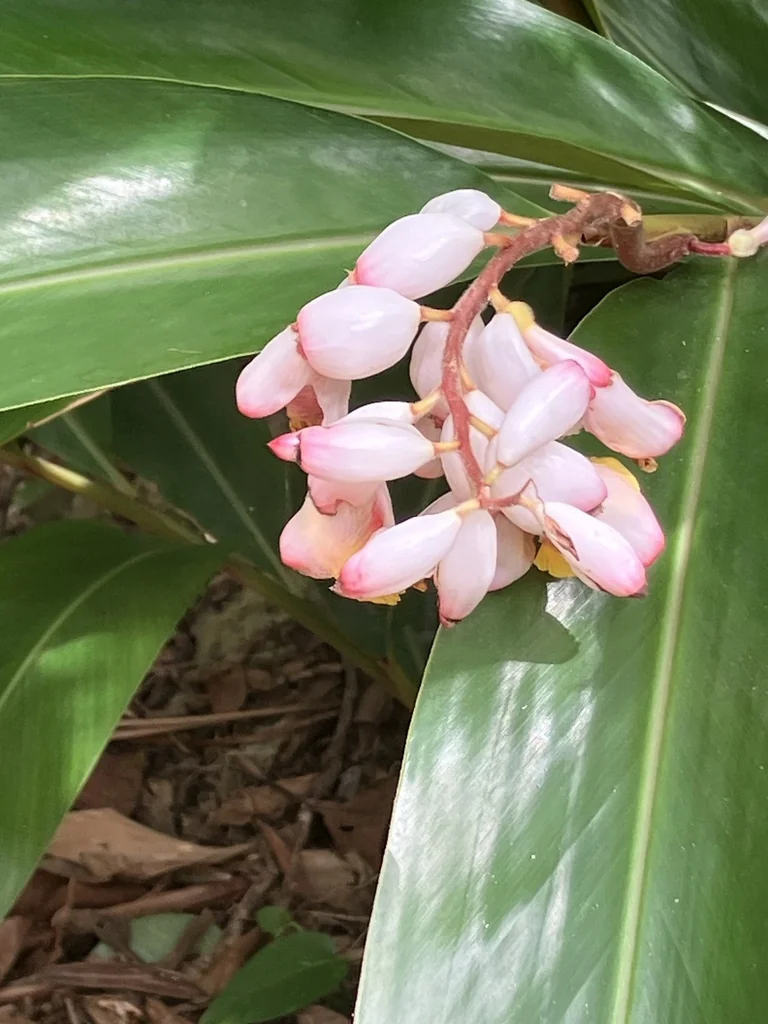 Alpinia Zerumbet