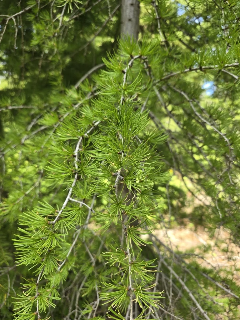 Larix Occidentalis