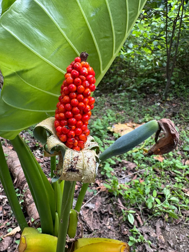 Alocasia amazonica
