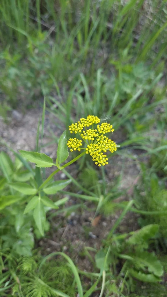 Zizia Aurea