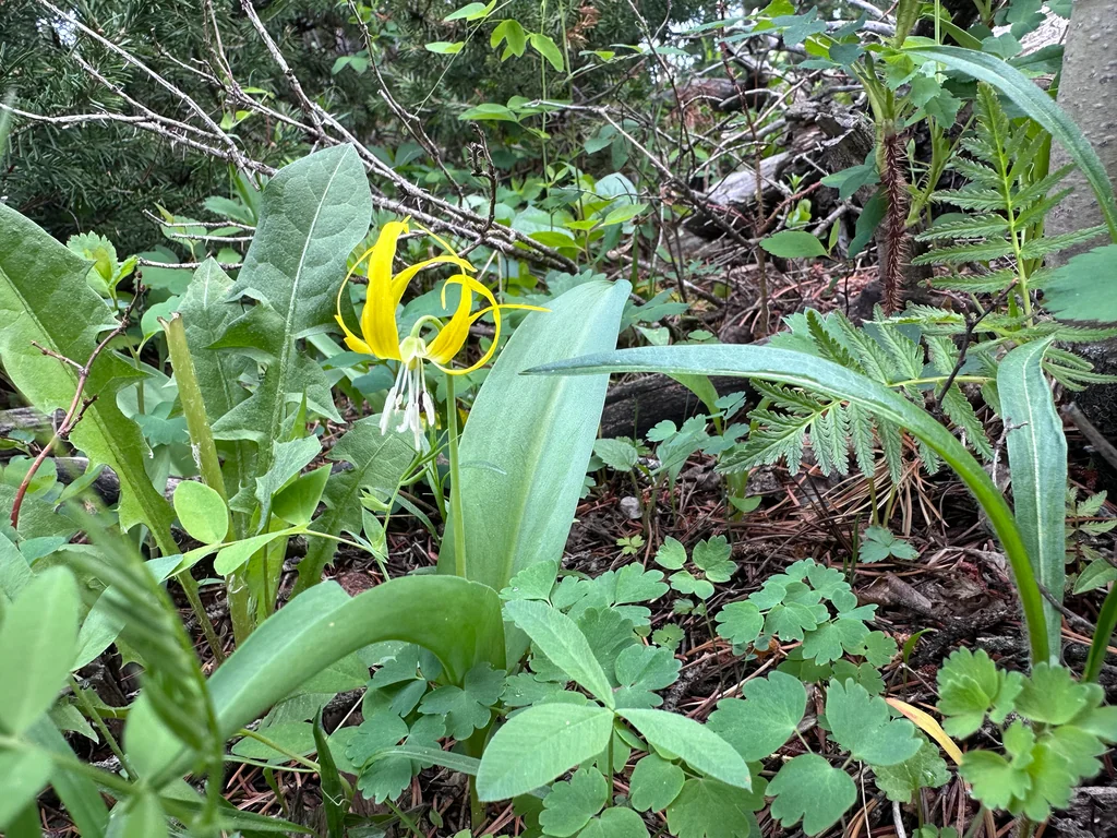 Erythronium Grandiflorum