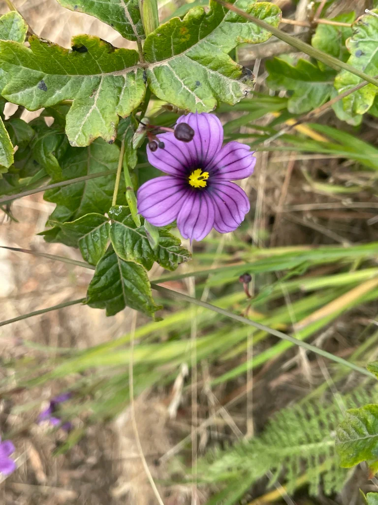 Sisyrinchium Bellum