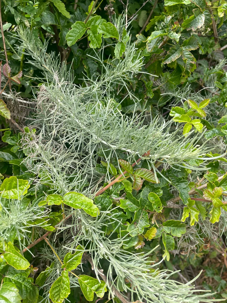 Artemisia Californica
