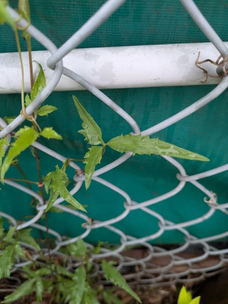 Clematis Tangutica