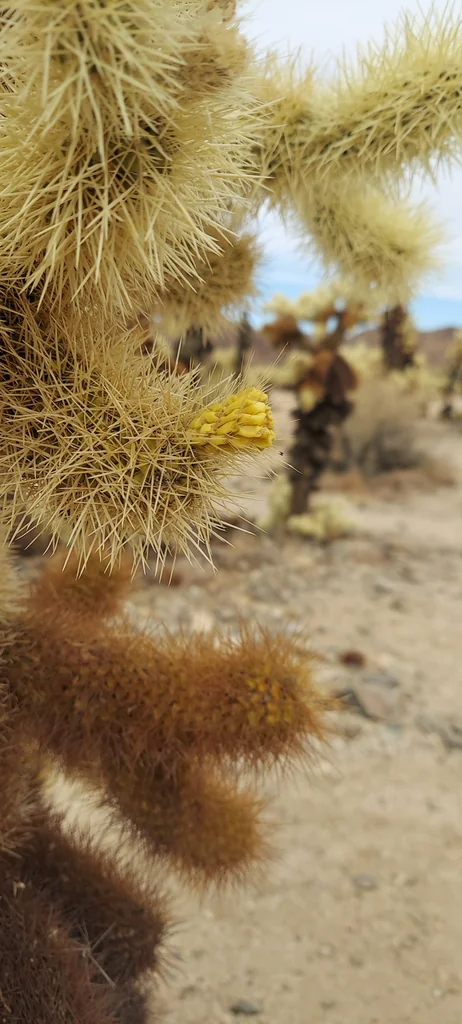 Cylindropuntia Bigelovii
