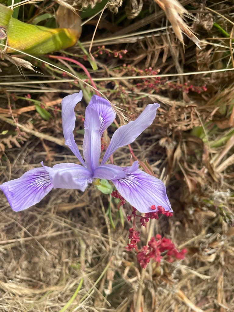 Iris Douglasiana