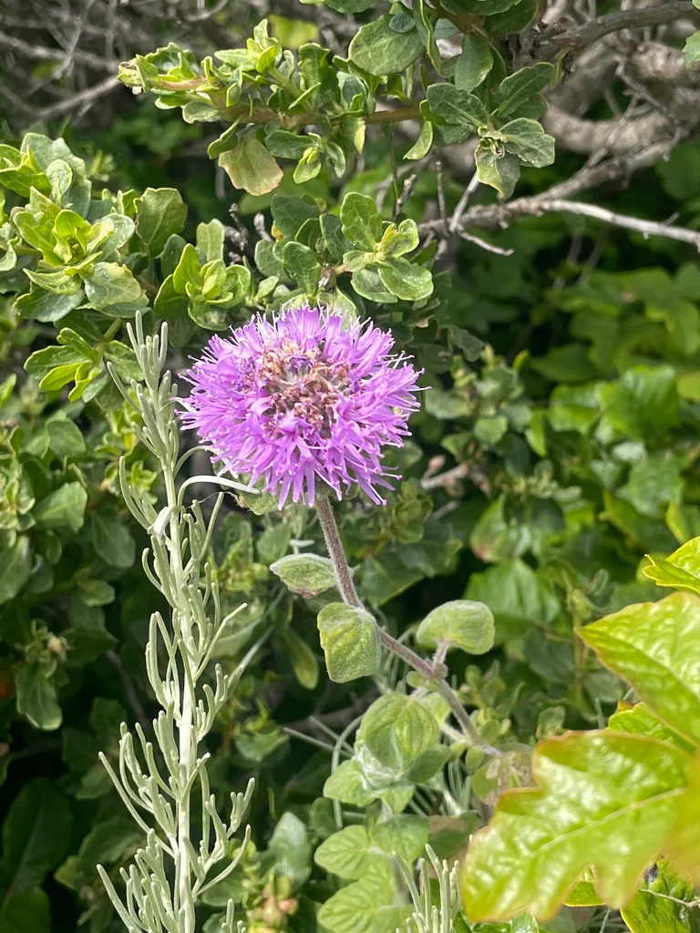 Monardella Villosa